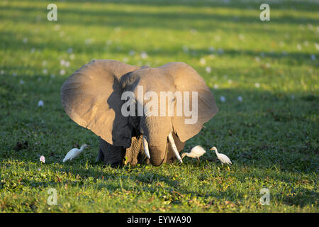 Afrikanischer Elefant (Loxodonta Africana), stehend im verwilderten Wasserloch Kuhreiher daneben, Abendlicht Stockfoto