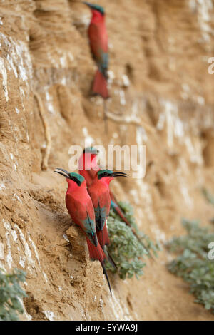 Südlichen Carmine Bienenfresser (Merops Nubicoides), an der Wand Zucht steile Ufer am Luangwa river Stockfoto