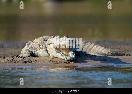 Nil-Krokodil (Crocodylus Niloticus), Sonnenbaden, klaffende Mund, auf einer Sandbank, Sambesi, Lower Zambezi National Park Stockfoto