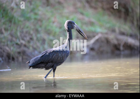 Asiatischer Openbill (Anastomus Oscitans) waten durch seichtes Wasser, Lower Zambezi National Park, Sambia Stockfoto