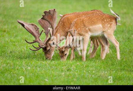 Damhirsch (Dama Dama) mit samt Geweih, grasen auf einer Wiese, Gefangenschaft, Bayern, Deutschland Stockfoto