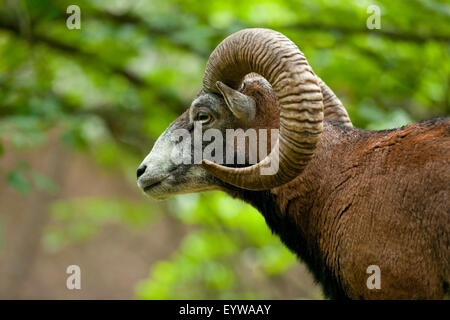 Mufflon (Ovis Ammon Musimon), Ram, in Gefangenschaft, Sachsen, Deutschland Stockfoto