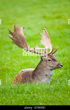 Damhirsch (Dama Dama), brach Buck, ruht auf einer Wiese, Gefangenschaft, Bayern, Deutschland Stockfoto