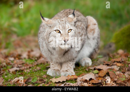 Eurasischer Luchs (Lynx Lynx), Gefangenschaft, Bayern, Deutschland Stockfoto