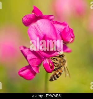 Westliche Honigbiene (Apis Mellifera) an der Blüte eine duftende Platterbse (Lathyrus SP.), Thüringen, Deutschland Stockfoto