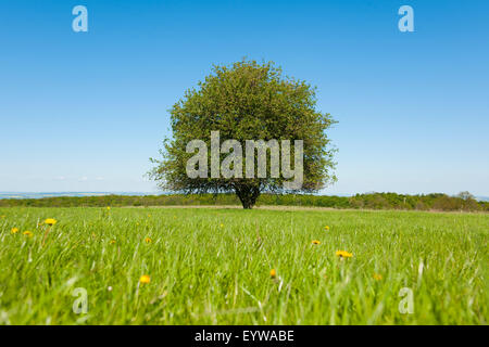 Einsame Birnbaum (Pyrus Communis) auf einer Wiese, Thüringen, Deutschland Stockfoto