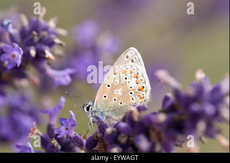 Gemeinsamen blau Schmetterling auf Lavendelblüten, wenn es seine Flügel, es sieht fast aus wie ein Teil der Blüte geöffnet hat Stockfoto