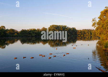 Main am Morgen, in der Nähe von Schloss Philippsruhe, Hanau, Hessen, Deutschland Stockfoto