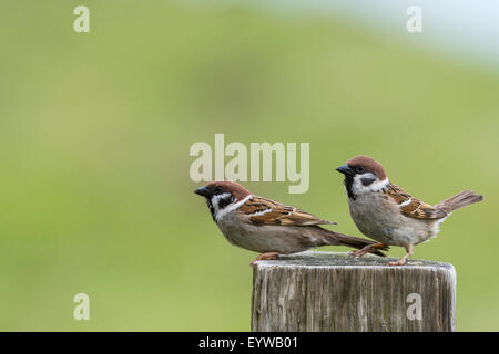 Baum-Spatzen (Passer Montanus) thront auf Holzpfosten, Nordhessen, Hessen, Deutschland Stockfoto