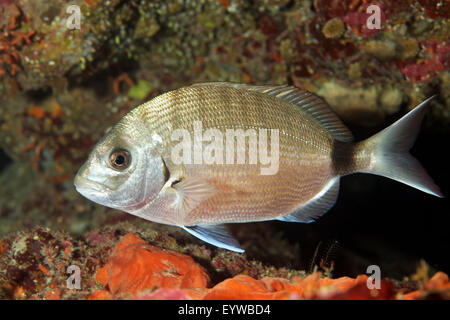 Weiße Dorade (Diplodus Sargus), Korfu, Ionische Inseln, Griechenland Stockfoto