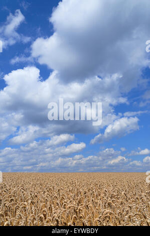 Weizenfeld (Triticum SP.), bereit für die Ernte, vor blauem Himmel mit Cumulus-Wolken, North Rhine-Westphalia, Deutschland Stockfoto