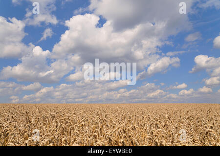 Weizenfeld (Triticum SP.), bereit für die Ernte, vor blauem Himmel mit Cumulus-Wolken, North Rhine-Westphalia, Deutschland Stockfoto