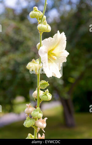 Weiße Alcea Rosea im Garten, unter die warme Sommersonne wachsen Stockfoto