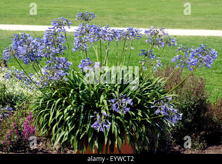 Schmucklilie, Agapanthus africanus Stockfoto