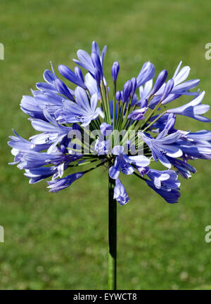 Schmucklilie, Agapanthus africanus Stockfoto