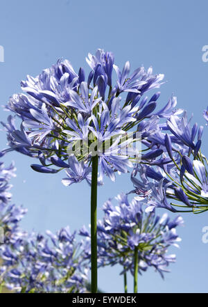 Schmucklilie; Agapanthus africanus Stockfoto