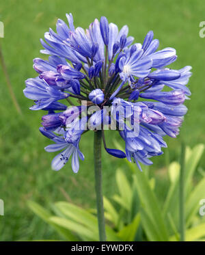 Schmucklilie; Agapanthus africanus Stockfoto