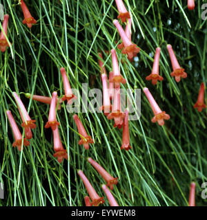 Springbrunnenpflanze, Russelia equisetiformis Stockfoto