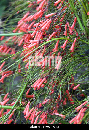 Springbrunnenpflanze; Russelia equisetiformis Stockfoto