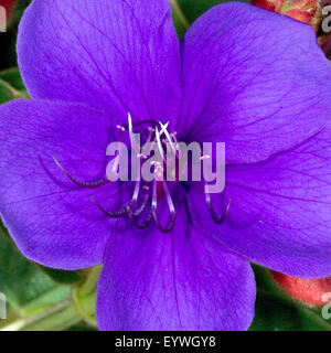 Bezeichnet, Prinzessinnenblume, bezeichnet semidecandra Stockfoto