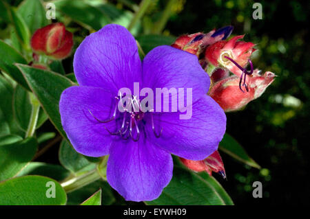 Bezeichnet, Prinzessinnenblume, bezeichnet semidecandra Stockfoto