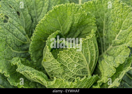 Nahaufnahme der Wirsing wächst in den historischen Garten Aalsmeer, einen botanischen Garten in Aalsmeer, Nordholland, Niederlande. Stockfoto