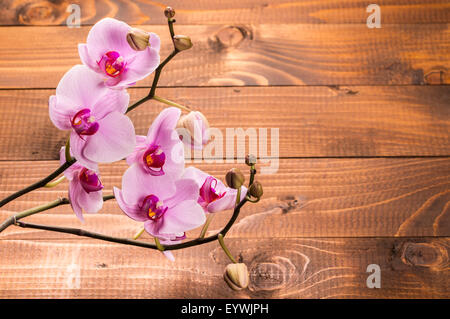 Orchideenblüten auf hölzernen Hintergrund Stockfoto