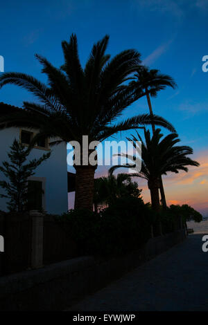 Palmen neben dem Fußweg auf die Pinewalk in Puerto Pollensa auf Mallorca. Stockfoto