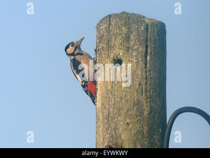 Eine große entdeckt Specht (Dendrocopos großen) Sitzstangen auf einen Telegrafenmast. Bedgebury Wald, Hawkhurst, Kent. UK Stockfoto
