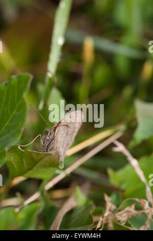 Wiese braun Maniola Jurtina Schmetterlingsflügel geschlossen ruht auf Blatt harmonisch in Hintergrund Lebensraum Umwelt Stockfoto
