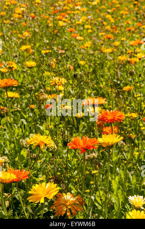 brillante leuchtende orange und gelbe Masse von Daisy Chrysanthemeblumen links wachsen wild am Straßenrand kurz im Garten Englands Stockfoto
