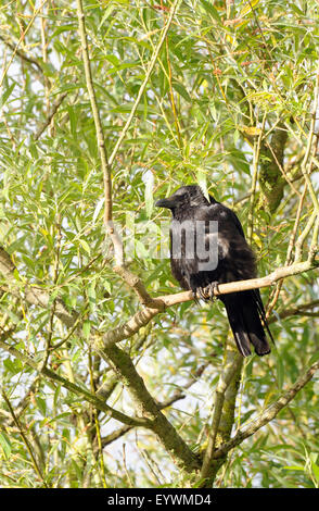 Eine ungepflegt junge AAS-Krähe (Corvus Corone) sitzt in einer Weide. Chew Valley Reservoir, West Harptree, Somerset, UK. Stockfoto