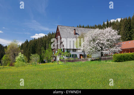 Schwarzwaldhaus im Urachtal-Tal im Frühling, Schwarzwald, Baden-Württemberg, Deutschland, Europa Stockfoto