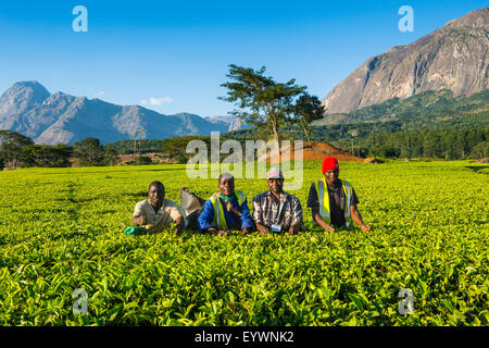 Teepflückerinnen auf einer Teeplantage auf Mount Mulanje, Malawi, Afrika Stockfoto