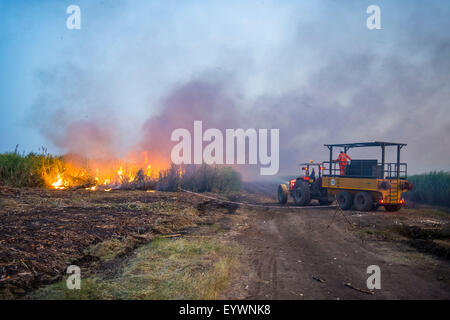 Brennende Zuckerrohr auf einem Zucker Immobilien, Nchalo, Malawi, Afrika Stockfoto