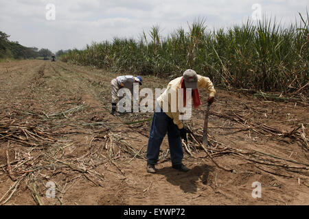 Zucker, Ernte und Produktion in den Niederungen von Ecuador, Südamerika Stockfoto