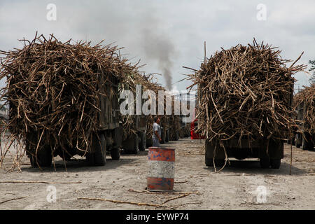 Zucker, Ernte und Produktion in den Niederungen von Ecuador, Südamerika Stockfoto