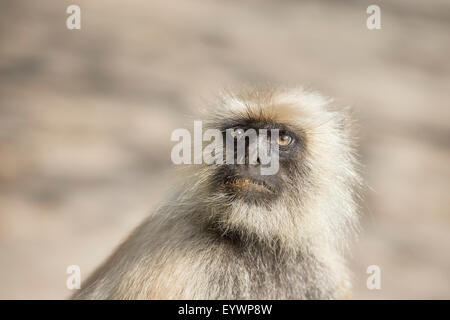 Languren (Hanuman Languren) grau (Languren Affen) (Semnopithecus Entellus), Ranthambhore, Rajasthan, Indien, Asien Stockfoto