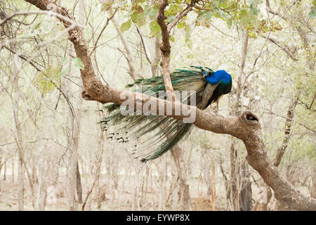 (Indische Pfauen) Pfau (Pavo Cristatus), Ranthambhore, Rajasthan, Indien, Asien Stockfoto