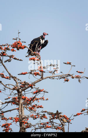 Rothaarige Geier (asiatische König Geier) (indische Mönchsgeier) (Pondicherry Geier), Ranthambhore, Rajasthan, Indien, Asien Stockfoto