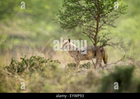 Indische Schakal (Himalaya Schakal) (Canis Aureus Indicus), Ranthambhore, Rajasthan, Indien, Asien Stockfoto