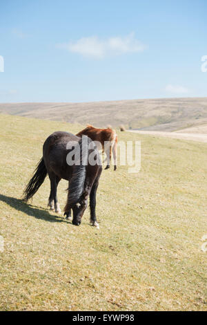 Welsh Mountain Pony (Welsh Pony) und Cob (Equus Ferus Caballus), Wales, Vereinigtes Königreich, Europa Stockfoto