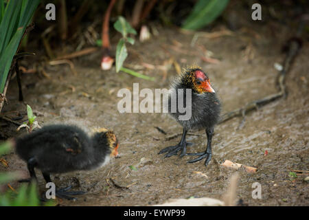 Blässhuhn (Fulica) junge Küken, Gloucestershire, England, Vereinigtes Königreich, Europa Stockfoto