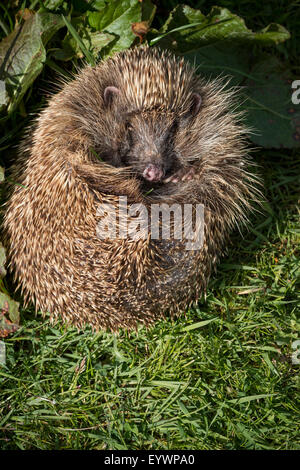 Igel (Erinaceinae), Devon, England, Vereinigtes Königreich, Europa Stockfoto