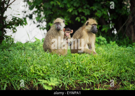 Mutter und Baby Gelbe Pavian (Papio Cynocephalus), South Luangwa-Nationalpark, Sambia, Afrika Stockfoto