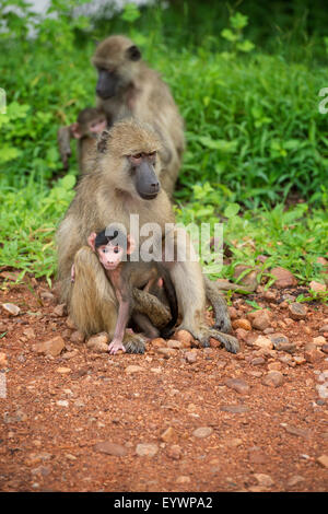 Mutter und Baby Gelbe Pavian (Papio Cynocephalus), South Luangwa-Nationalpark, Sambia, Afrika Stockfoto