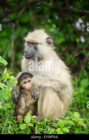 Mutter und Baby Gelbe Pavian (Papio Cynocephalus), South Luangwa-Nationalpark, Sambia, Afrika Stockfoto