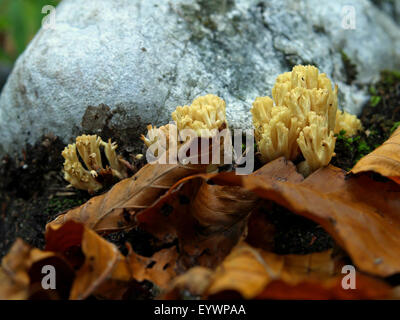 Coral Pilze, Ramaria SP., auf Boden in einem Wald. Stockfoto