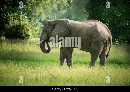 Afrikanischer Elefant (Loxodonta), South Luangwa Nationalpark, Sambia, Afrika Stockfoto