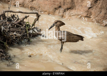 Hamerkop (Scopus Umbretta), South Luangwa Nationalpark, Sambia, Afrika Stockfoto